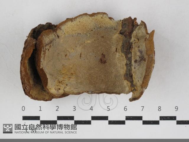 纖孔菌屬藏品圖，第1張