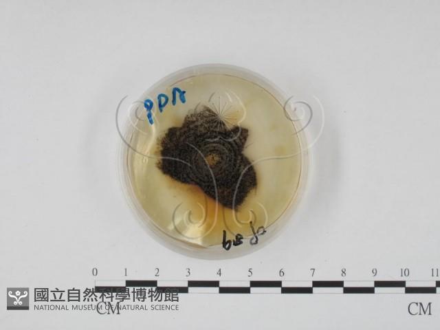 登錄號:F0022139藏品圖，第1張