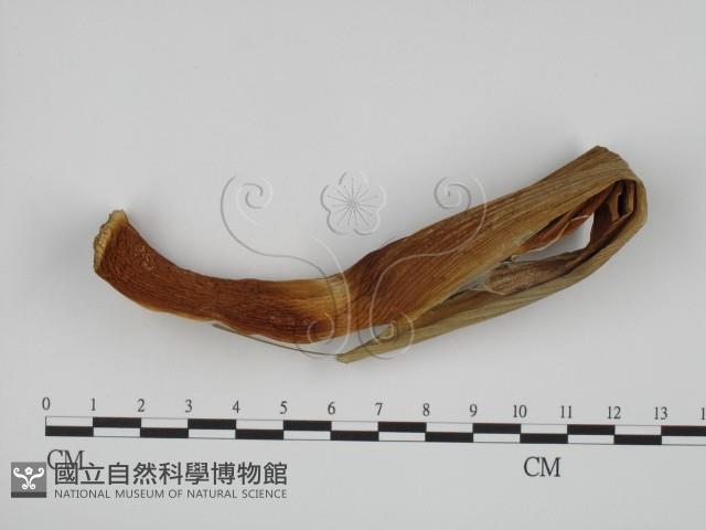麥白黑穗菌藏品圖，第1張