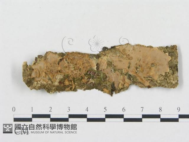 登錄號:F0012139藏品圖，第1張