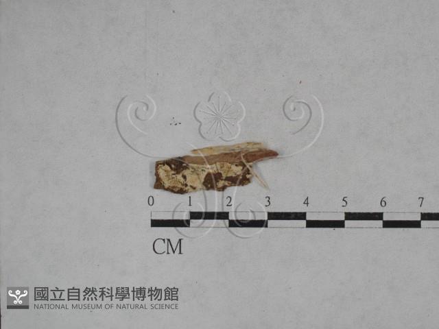 登錄號:F0020039藏品圖，第1張