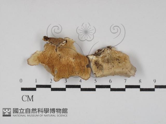 登錄號:F0030039藏品圖，第1張