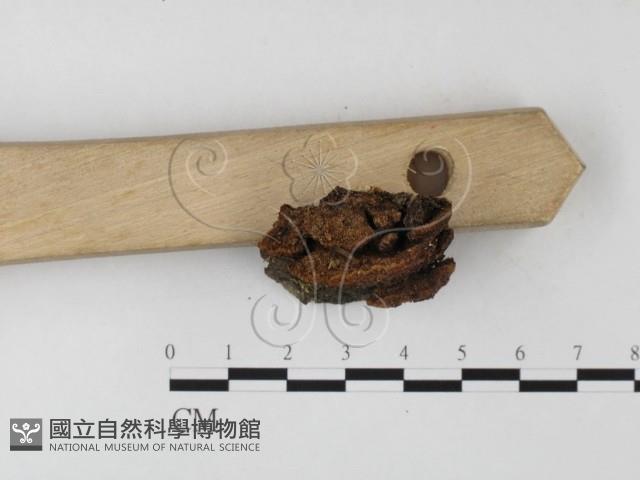 木層孔菌屬藏品圖，第1張