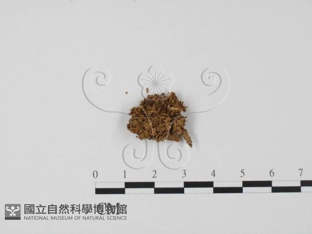 登錄號:F0021039藏品圖，第1張