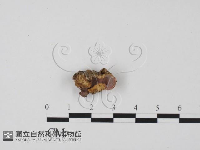 登錄號:F0022039藏品圖，第1張