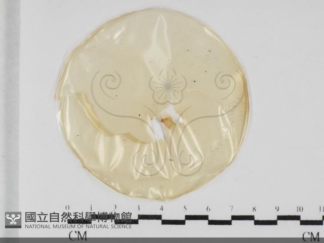 登錄號:F0032039藏品圖，第1張