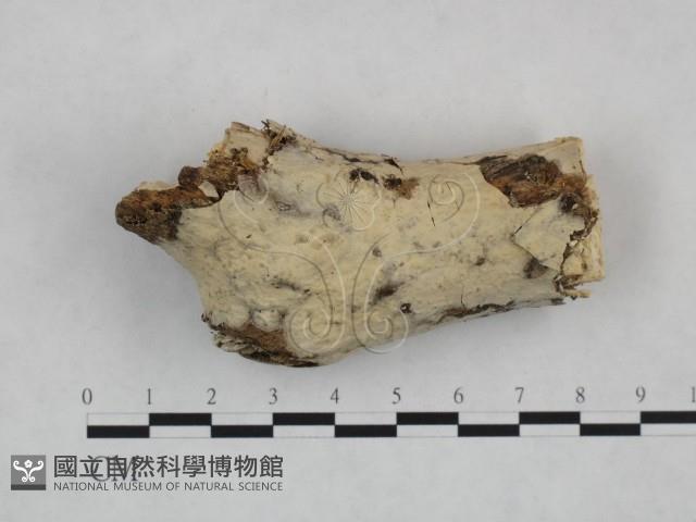 絲皮菌屬藏品圖，第1張