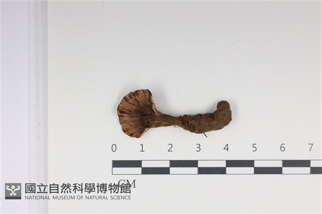 登錄號:F0035039藏品圖，第1張