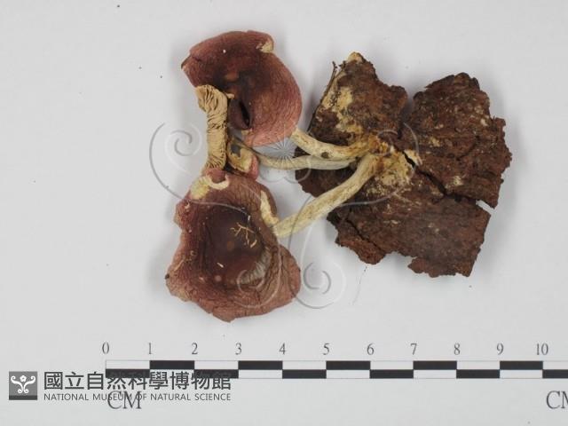 登錄號:F0013039藏品圖，第1張