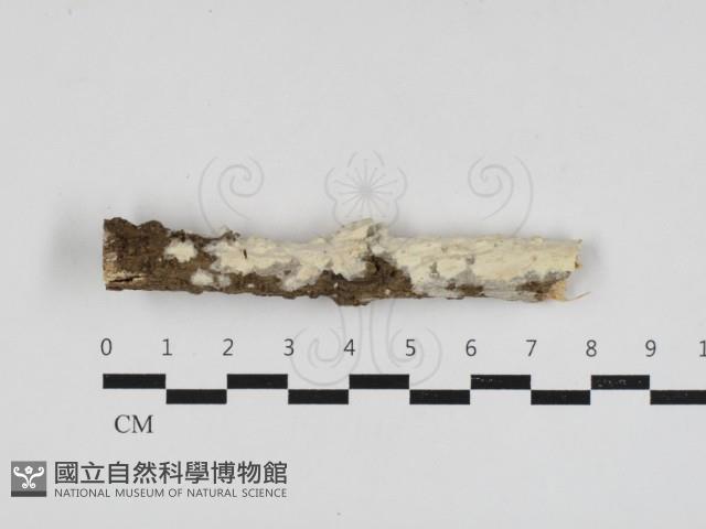 登錄號:F0033039藏品圖，第1張