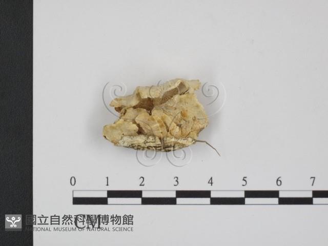 登錄號:F0020339藏品圖，第1張