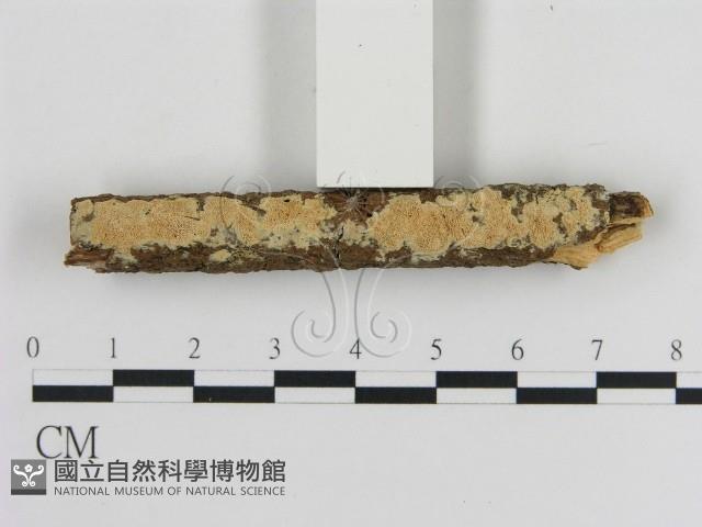 登錄號:F0010339藏品圖，第1張