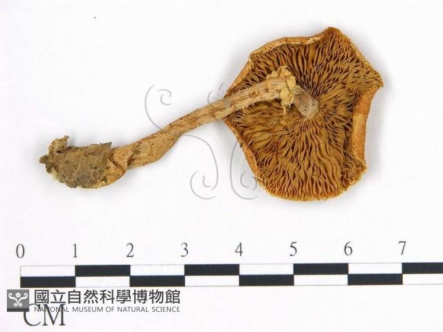 登錄號:F0016339藏品圖，第1張