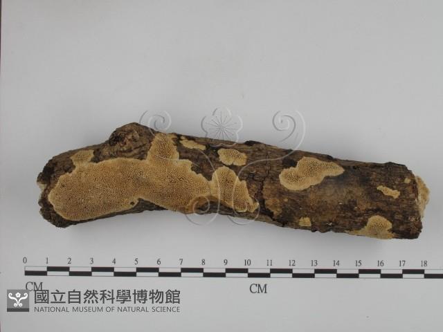 登錄號:F0001339藏品圖，第1張
