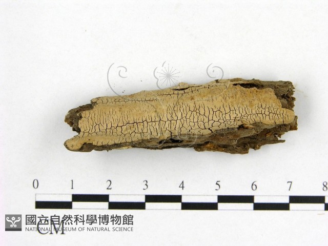 登錄號:F0011339藏品圖，第1張