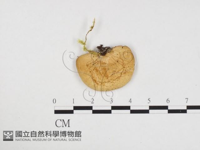 登錄號:F0024339藏品圖，第1張