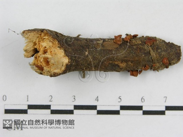 登錄號:F0014339藏品圖，第1張