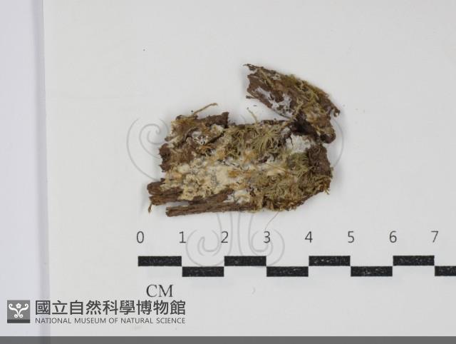 登錄號:F0034339藏品圖，第1張