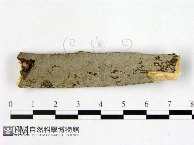 登錄號:F0022339藏品圖，第1張