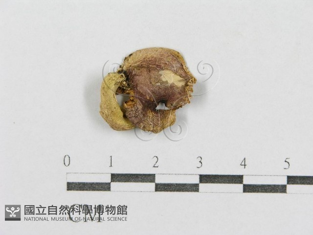 紅菇屬藏品圖，第1張