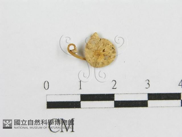 微皮傘屬藏品圖，第1張