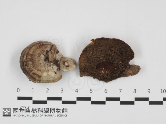 蜂窩菌屬藏品圖，第1張