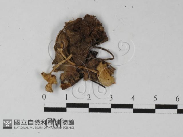 登錄號:F0027339藏品圖，第1張