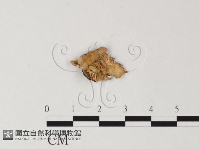 齒菌屬藏品圖，第1張