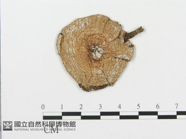 登錄號:F0003339藏品圖，第1張
