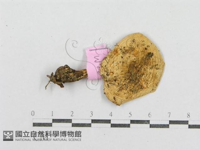 紅菇屬藏品圖，第1張