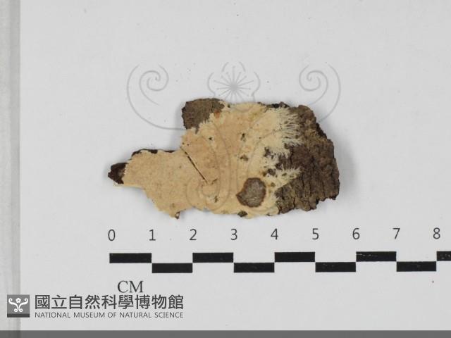 登錄號:F0033339藏品圖，第1張