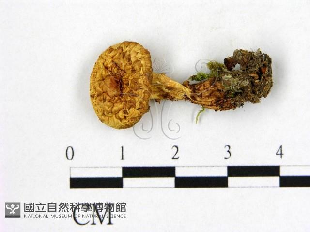 登錄號:F0020279藏品圖，第1張