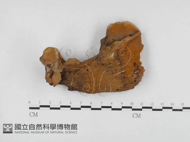 登錄號:F0010279藏品圖，第1張