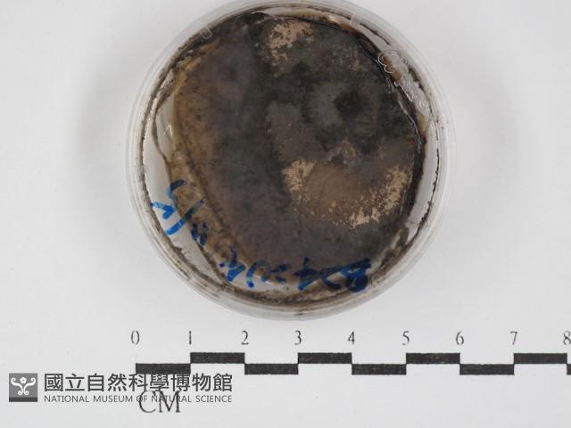 登錄號:F0030279藏品圖，第1張