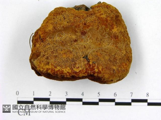 登錄號:F0006279藏品圖，第1張