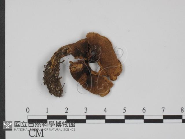 登錄號:F0016279藏品圖，第1張
