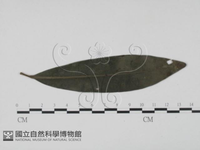 登錄號:F0021279藏品圖，第1張