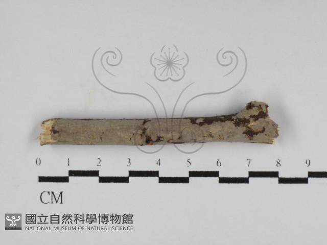 登錄號:F0031279藏品圖，第1張