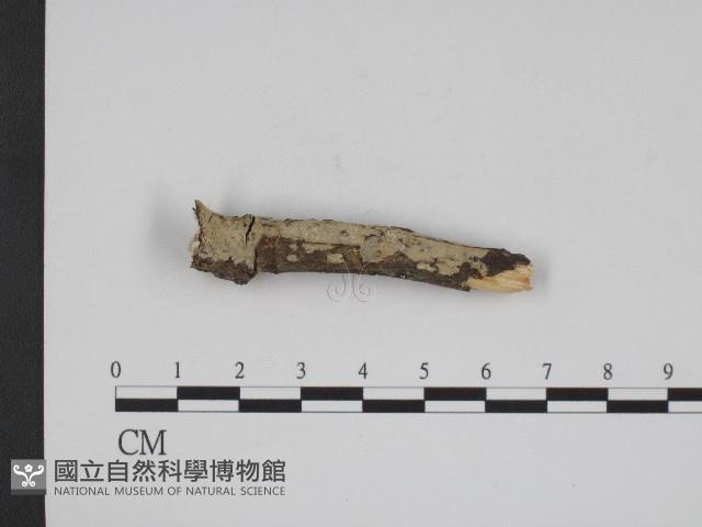 登錄號:F0004279藏品圖，第1張