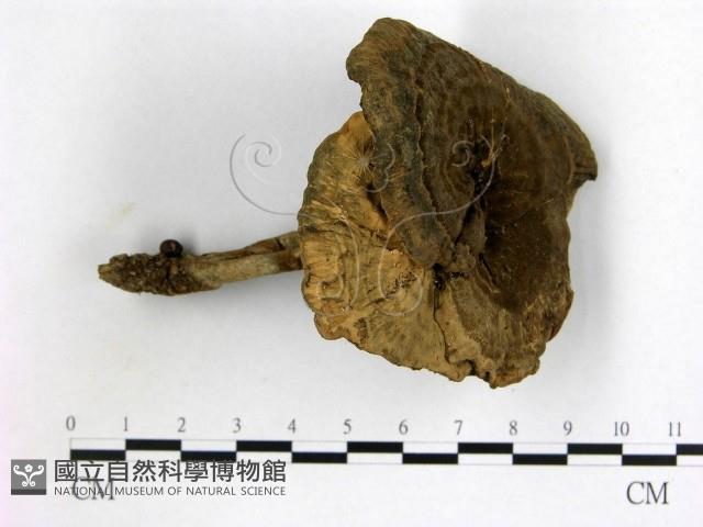 登錄號:F0014279藏品圖，第1張