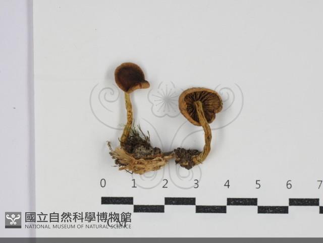 登錄號:F0034279藏品圖，第1張
