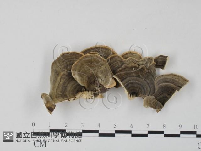 雲芝藏品圖，第1張