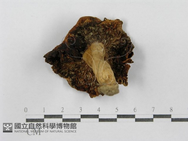 紅菇屬藏品圖，第1張