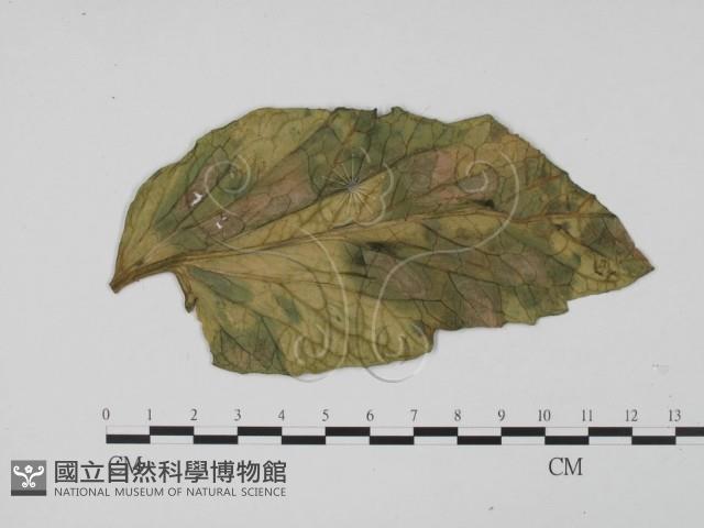 登錄號:F0012279藏品圖，第1張