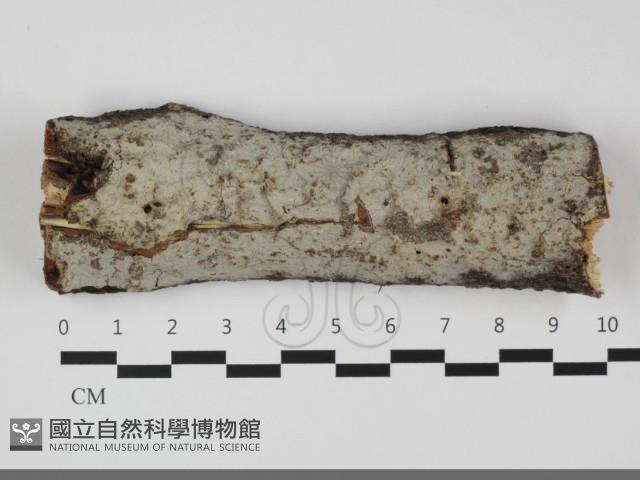 擬筍殼菌屬藏品圖，第1張