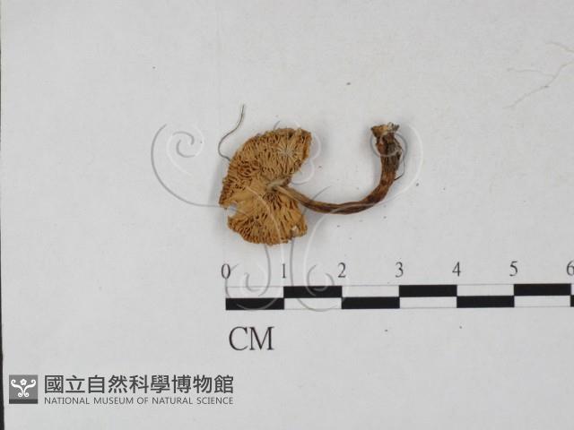 登錄號:F0027279藏品圖，第1張