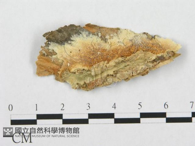 登錄號:F0007279藏品圖，第1張