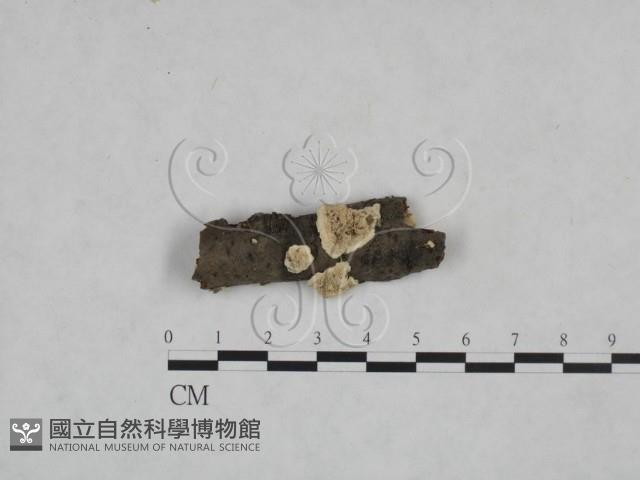 耙菌屬藏品圖，第1張