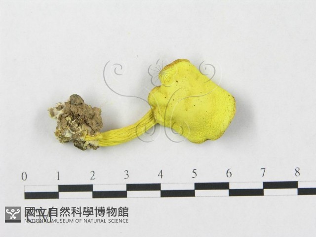 登錄號:F0005279藏品圖，第1張
