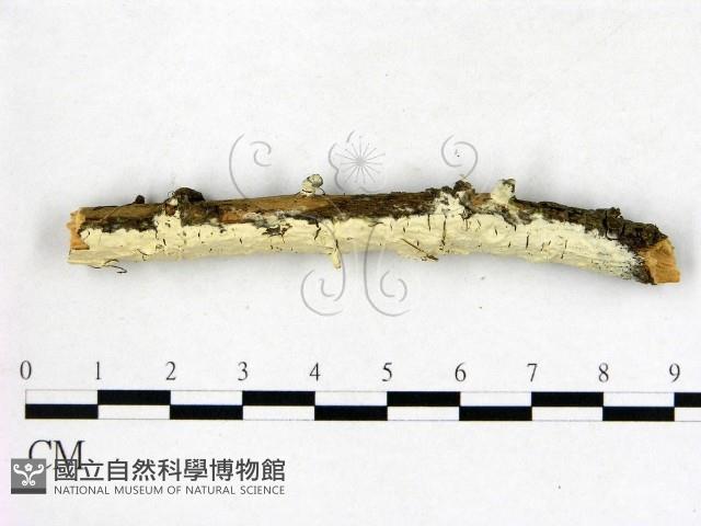 登錄號:F0015279藏品圖，第1張